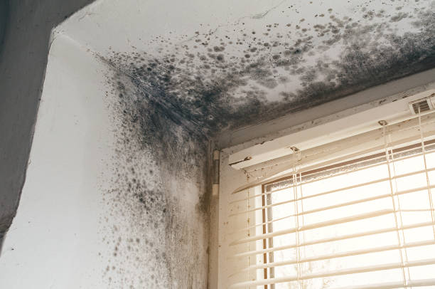 Affordable Bathroom Mold Removal solutions in Melissa, TX